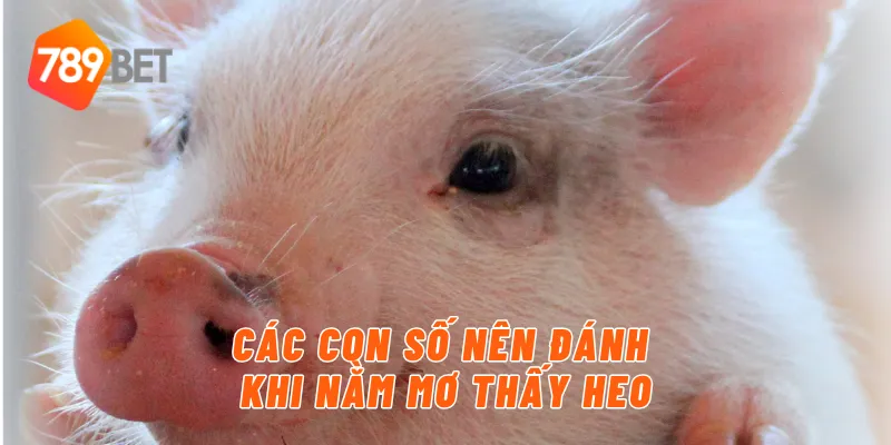 Các con số nên đánh khi nằm mơ thấy heo