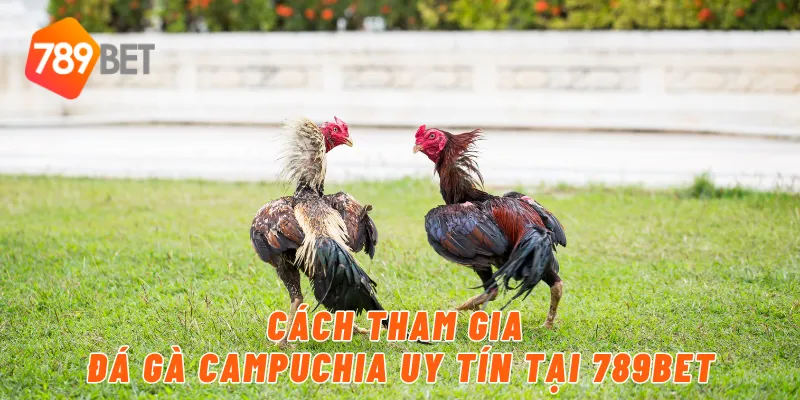 Cách tham gia đá gà campuchia uy tín tại 789BET