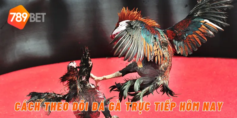 Cách theo dõi đá gà trực tiếp hôm nay