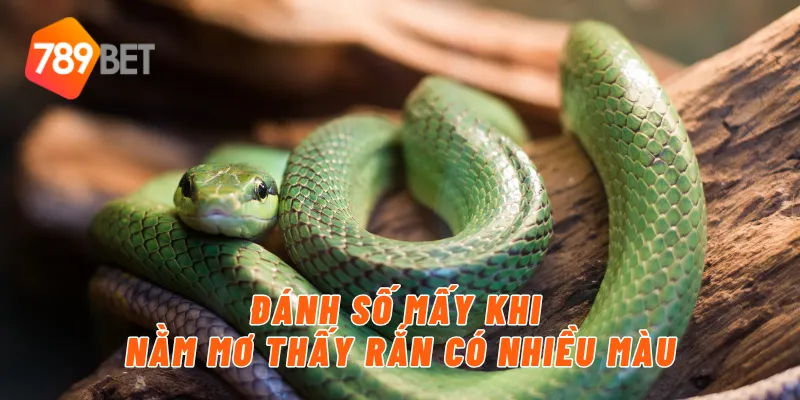 Đánh số mấy khi nằm mơ thấy rắn có nhiều màu