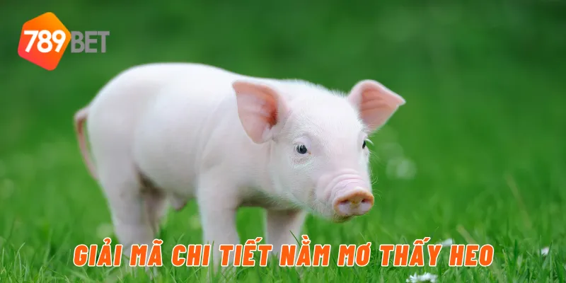 Giải mã chi tiết nằm mơ thấy heo