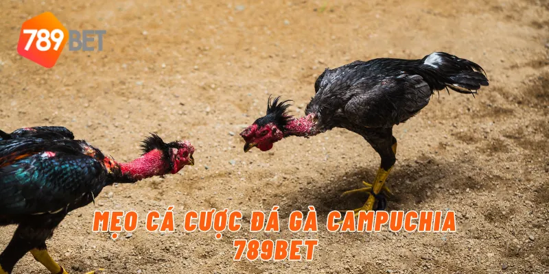 Mẹo cá cược đá gà campuchia 789BET