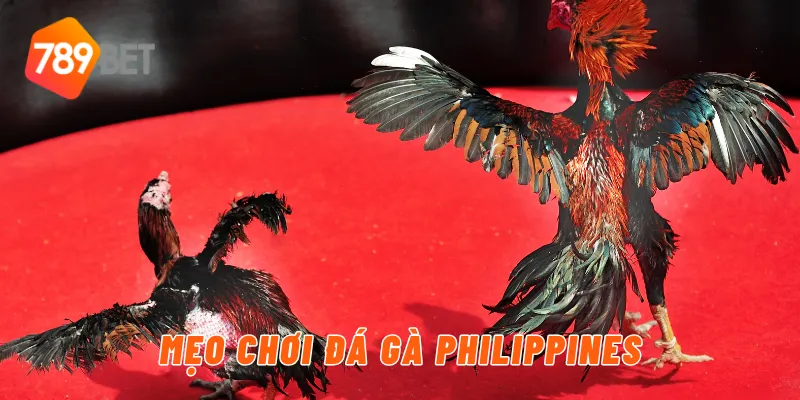 Mẹo chơi đá gà philippines