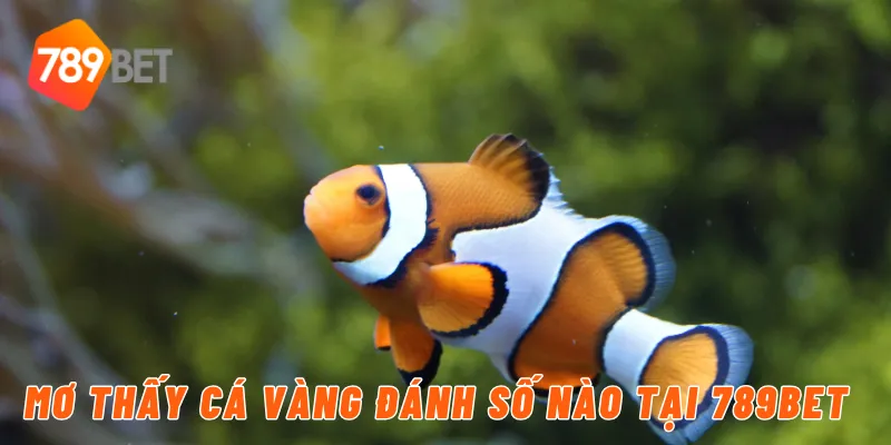Mơ thấy cá vàng đánh số nào tại 789BET