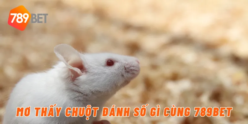 Mơ thấy chuột đánh số gì cùng 789BET