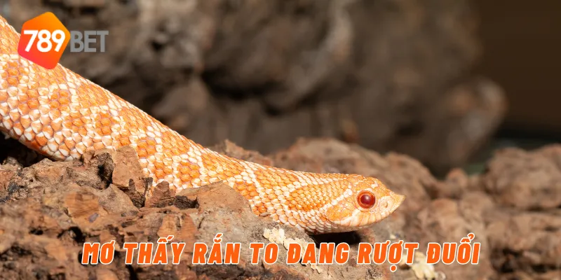 Mơ thấy rắn to đang rượt đuổi