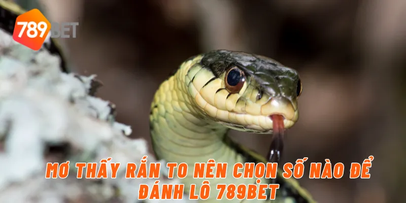 Mơ thấy rắn to nên chọn số nào để đánh lô 789BET