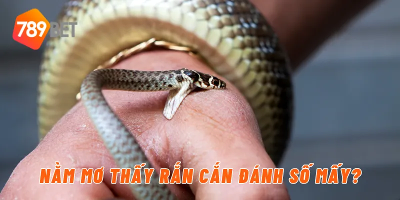 Nằm mơ thấy rắn cắn đánh số mấy?