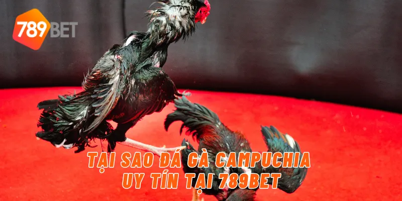 Tại sao đá gà Campuchia uy tín tại 789BET