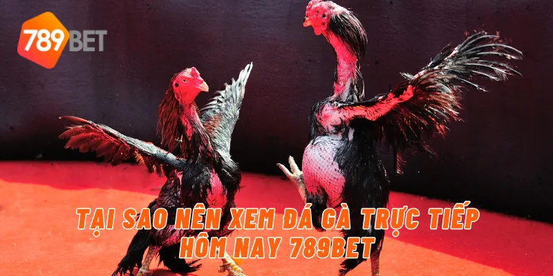 Tại sao nên xem đá gà trực tiếp hôm nay 789BET