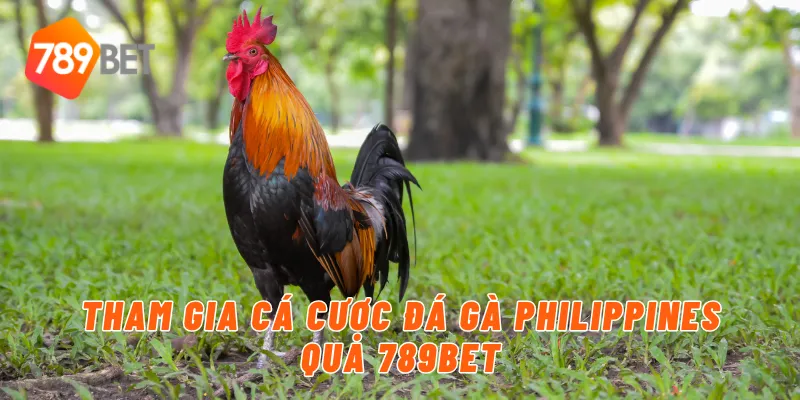 Tham gia cá cược đá gà philippines qua 789BET