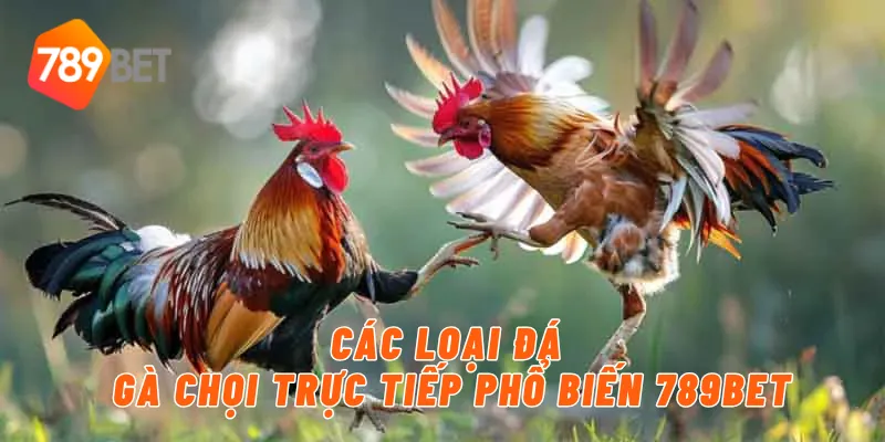 Các loại đá gà chọi trực tiếp phổ biến 789BET