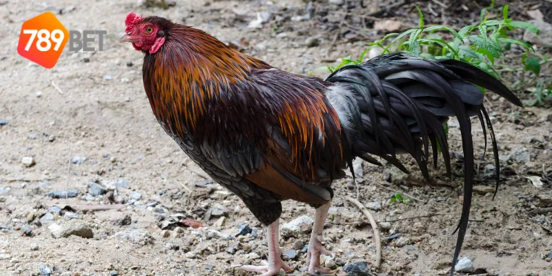 Các loại kèo cược tại nhà cái đá gà uy tín