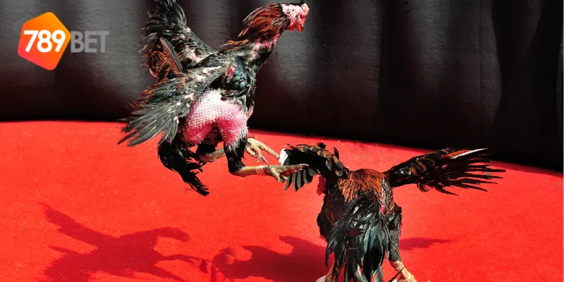 Các loại kèo cược trong đá gà mỹ online