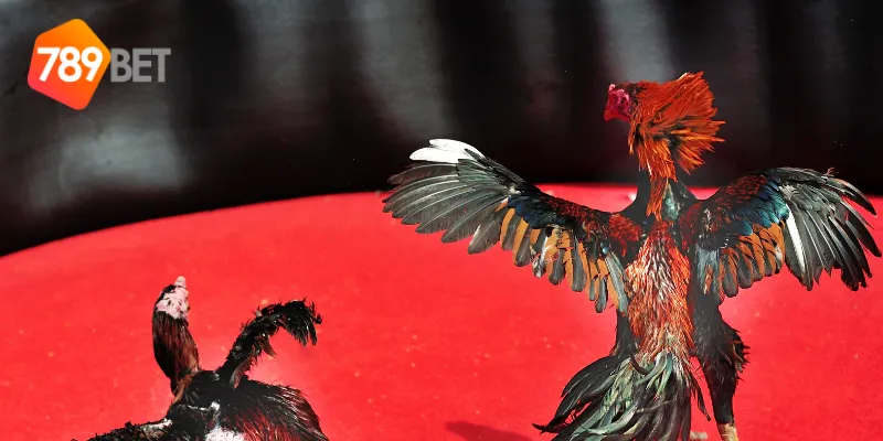 Các mẹo chơi đá gà chọi