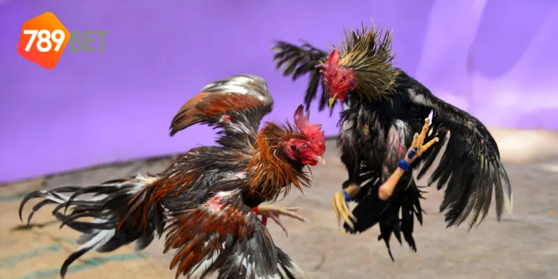 Cách chọn gà để chơi đá gà chọi