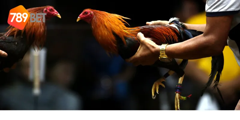 Chiến thuật chơi đá gà chọi