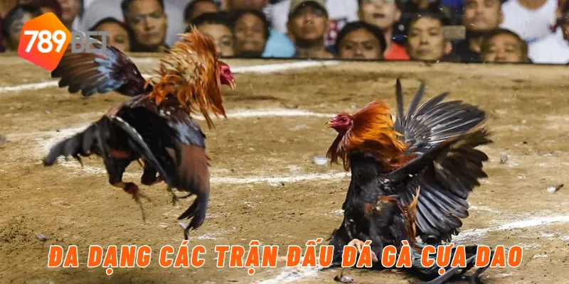 Đa dạng các trận đấu đá gà cựa dao