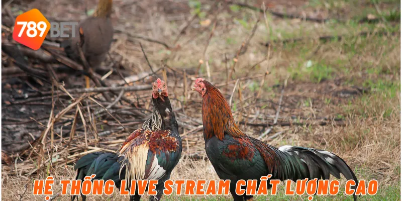 Hệ thống livestream chất lượng cao