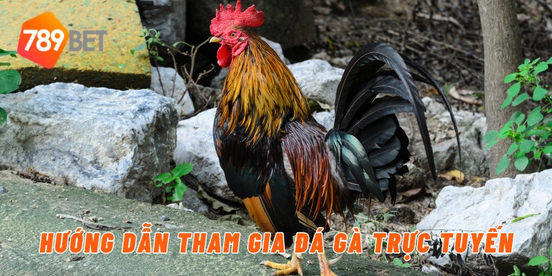 Hướng dẫn tham gia đá gà trực tuyến