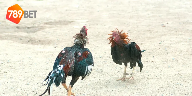 Lợi ích khi cá cược tại nhà cái đá gà uy tín