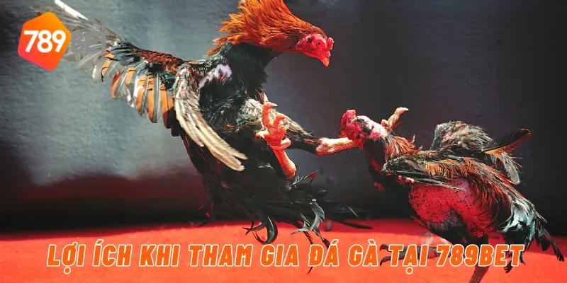 Lợi ích khi tham gia đá gà tại 789BET
