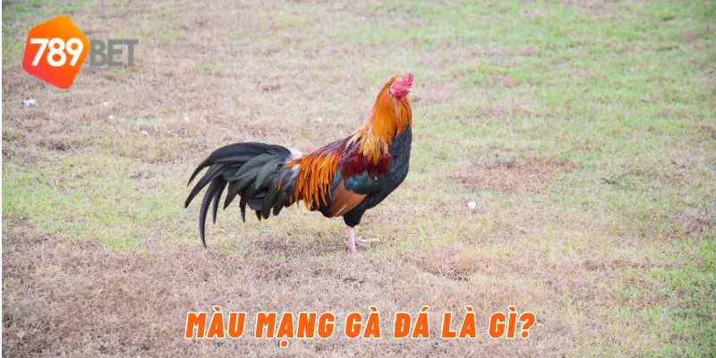 Màu mạng gà đá là gì?