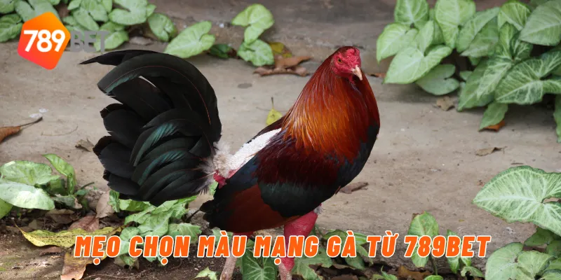 Mẹo chọn màu mạng gà từ 789BET