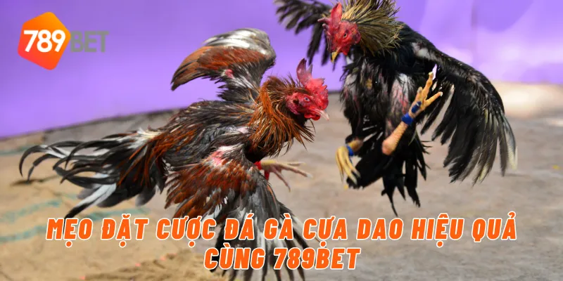 Mẹo đặt cược đá gà cựa dao hiệu quả cùng 789BET