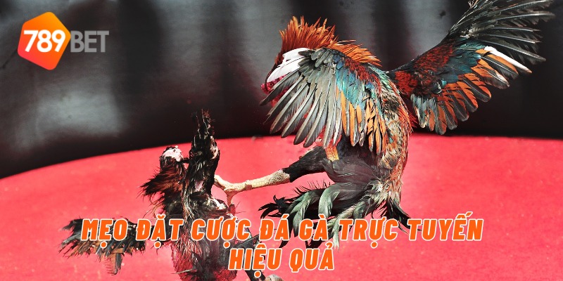 Mẹo đặt cược đá gà trực tuyến hiệu quả