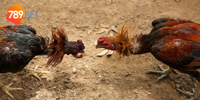 Mẹo để cá cược đá gà mỹ online luôn thắng