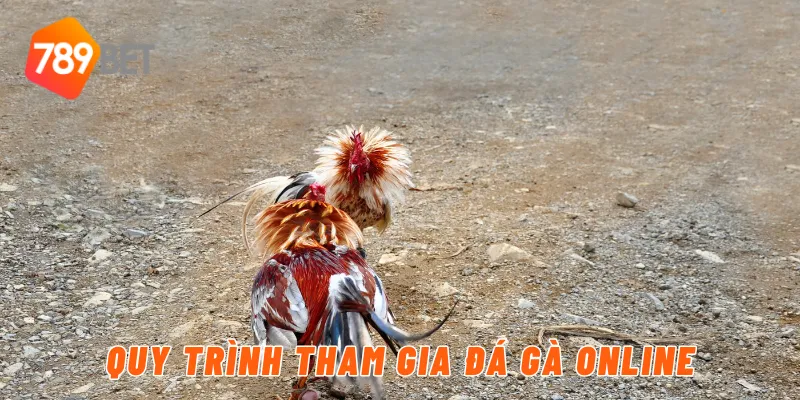 Quy trình tham gia đá gà online