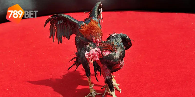 Tại sao 789BET là nhà cái đá gà uy tín