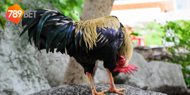 Thưởng lớn mỗi ngày cùng đá gà mỹ online