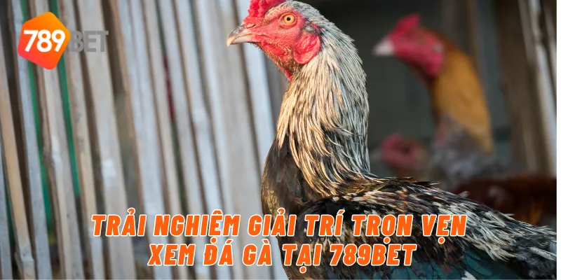 Trải nghiệm giải trí trọn vẹn xem đá gà tại 789BET