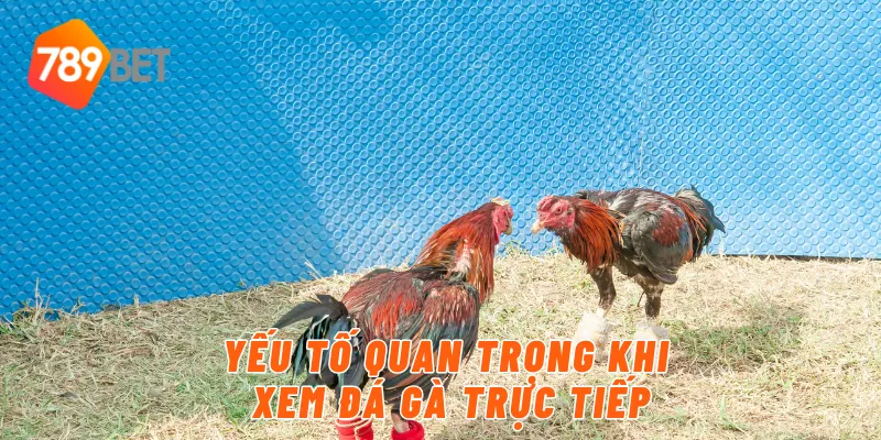 Yếu tố quan trọng trong đá gà chọi trực tiếp