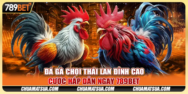 Đá gà chọi Thái Lan đỉnh cao - Cược hấp dẫn ngay 789BET