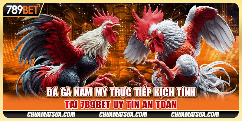 Đá gà Nam Mỹ trực tiếp kịch tính tại 789BET uy tín an toàn