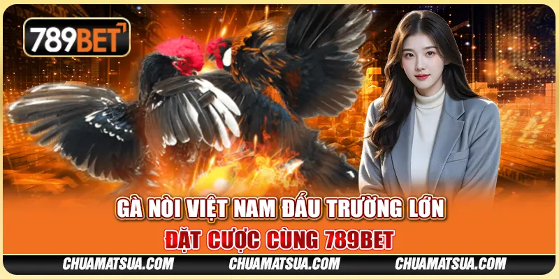 Gà nòi Việt Nam đấu trường lớn – Đặt cược cùng 789BET