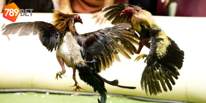 Các giải đấu gà thách đấu quốc tế