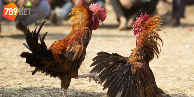 Đặc điểm của đấu gà tiền tỷ Campuchia