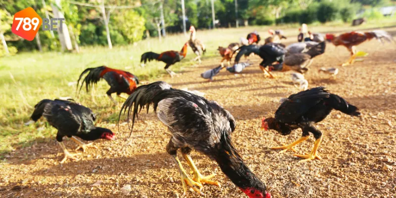 Kinh nghiệm chơi đấu trường gà chọi