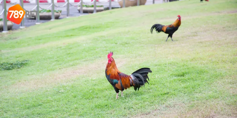 Quy tắc cơ bản của đấu trường gà chọi