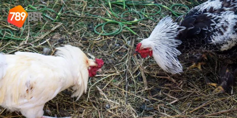 Quy tắc tham gia đấu gà thách đấu quốc tế