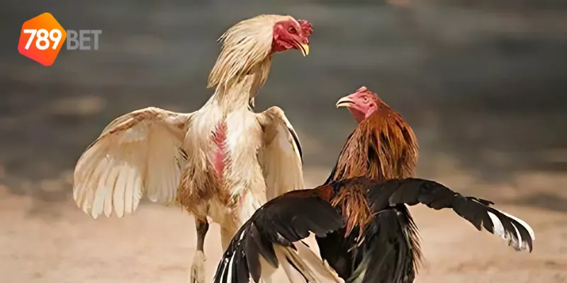 Sự phát triển mạnh mẽ của đấu gà thách đấu quốc tế