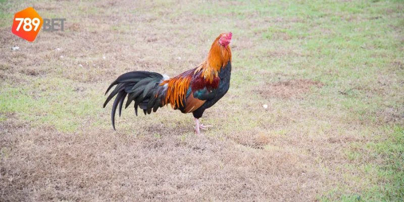 Tỷ lệ cược hấp dẫn và công bằng trong đấu trường gà chọi