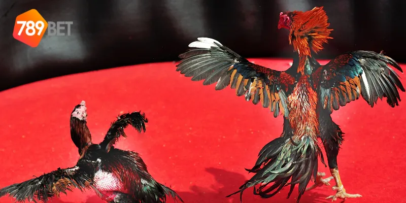 Các quy tắc trong đá gà chọi Thái Lan