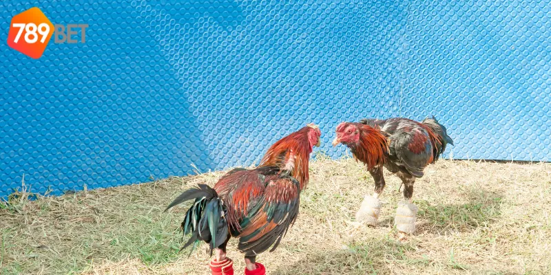 Cách huấn luyện cho đá gà chiến thuật