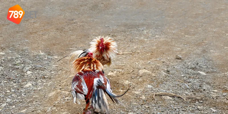 Cách theo dõi đá gà tre trực tiếp 789BET