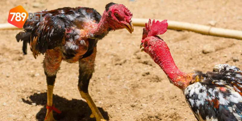 Chiến thuật cơ bản trong đá gà chiến thuật